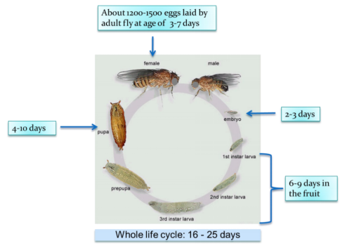 Life Span & Life Cycle of Fruit Fly