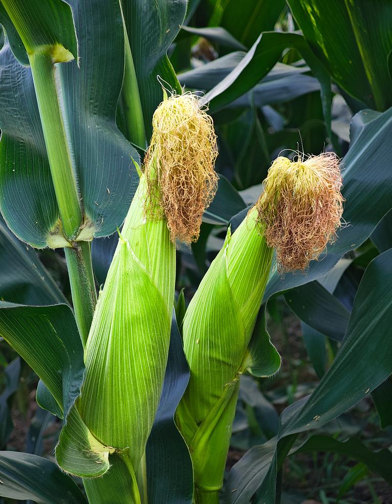 corn