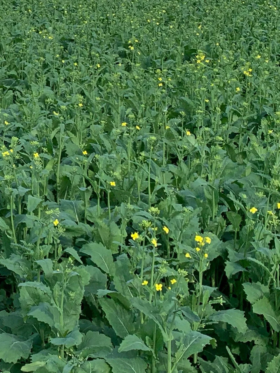 canola