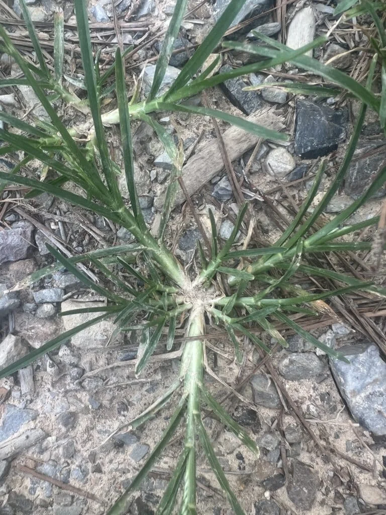 Goose grass