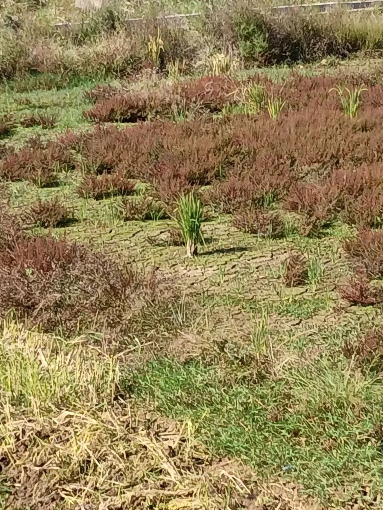non-cropland