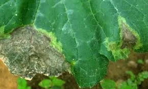 Tizón de Phytophthora