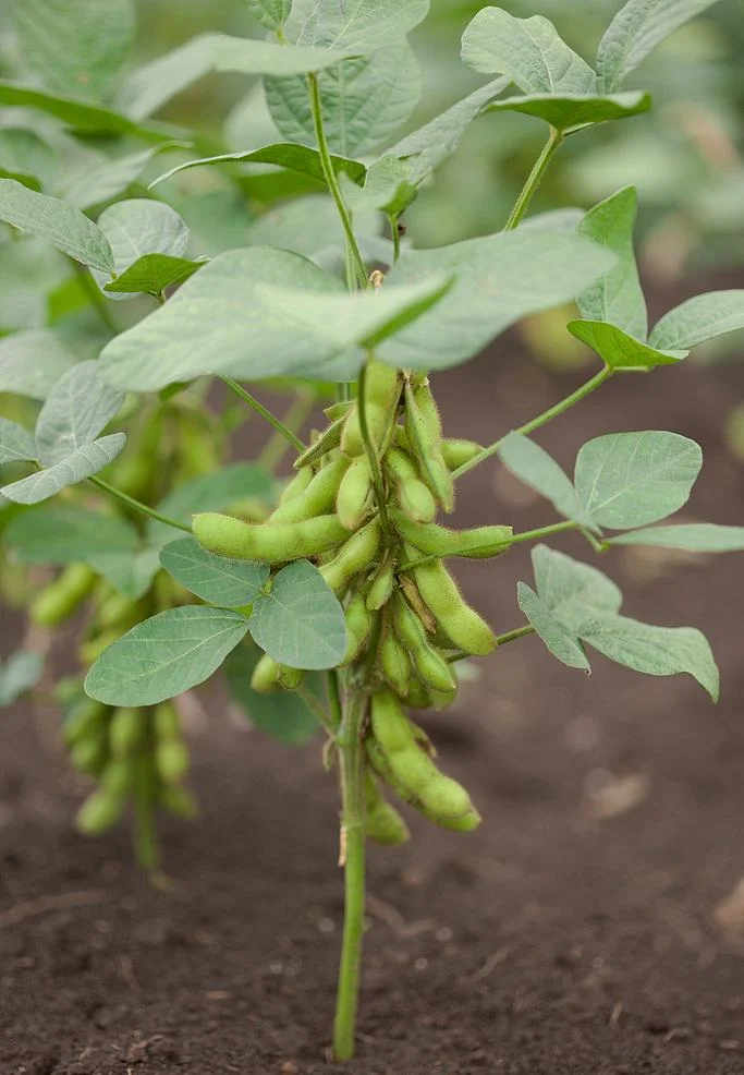 soybean