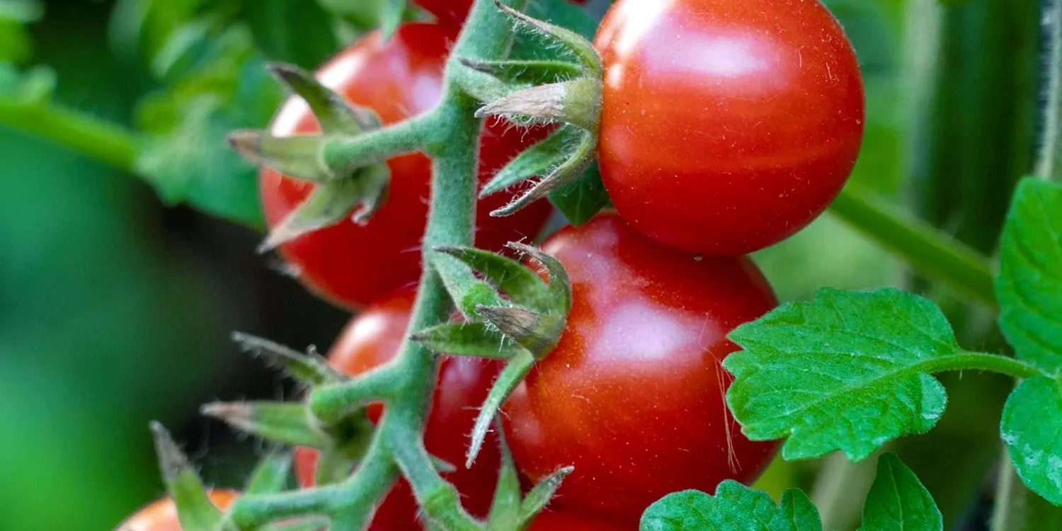 tomato_r
