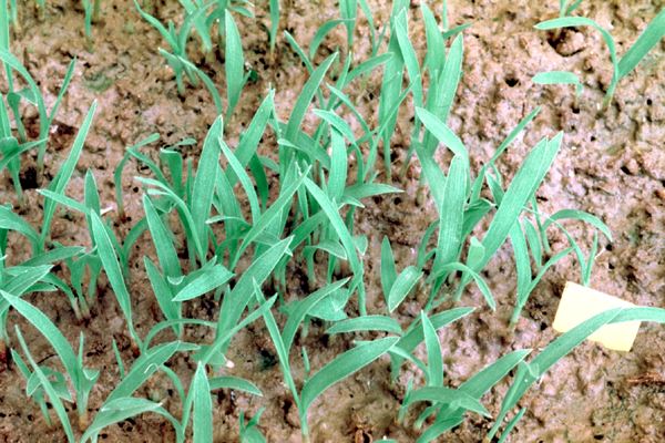 Barnyardgrass