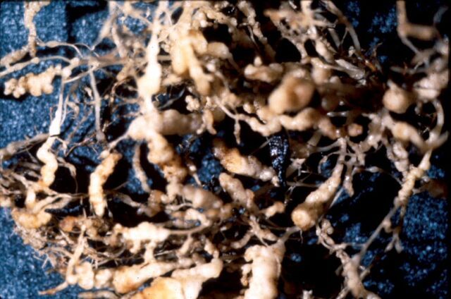 Below-ground symptoms