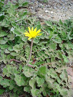 Capeweed