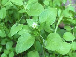 Common-Chickweed