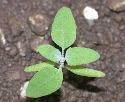 Common-Lambsquarters