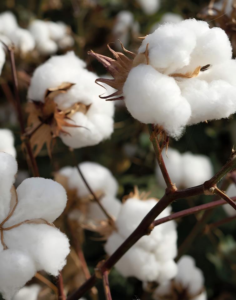 Cotton-desiccation
