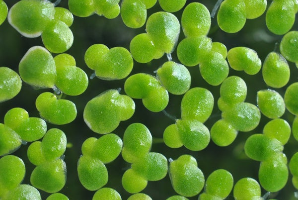 Duckweed