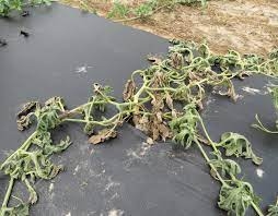 Fusarium wilt