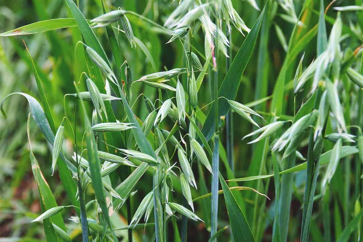 Oats