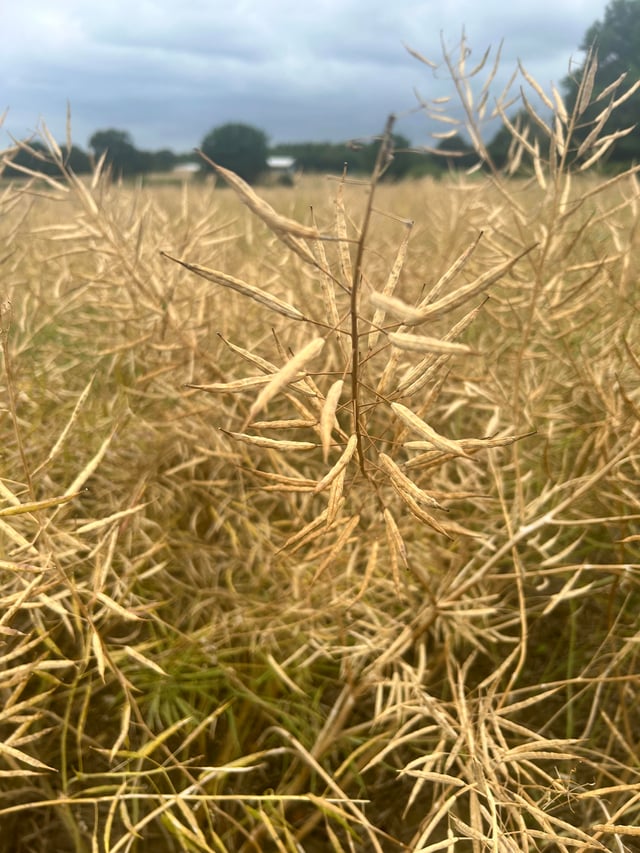 Oilseed-rape-desiccation