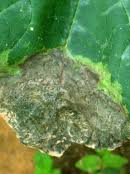 Phytophthora-blight.png