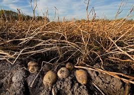 Potato haulm desiccation