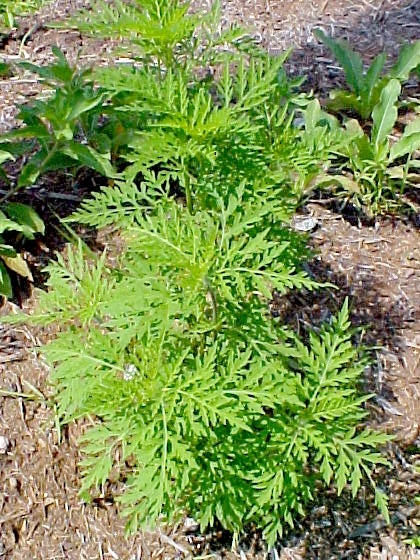 Ragweed