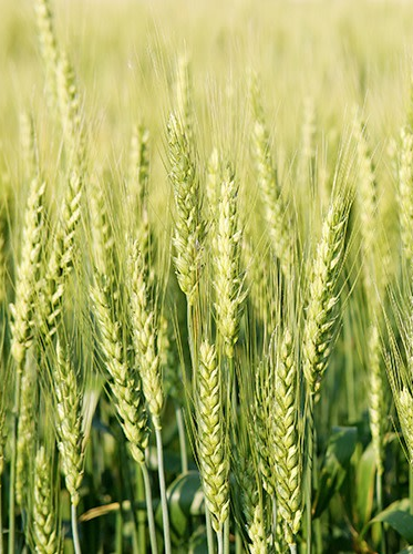 Rye