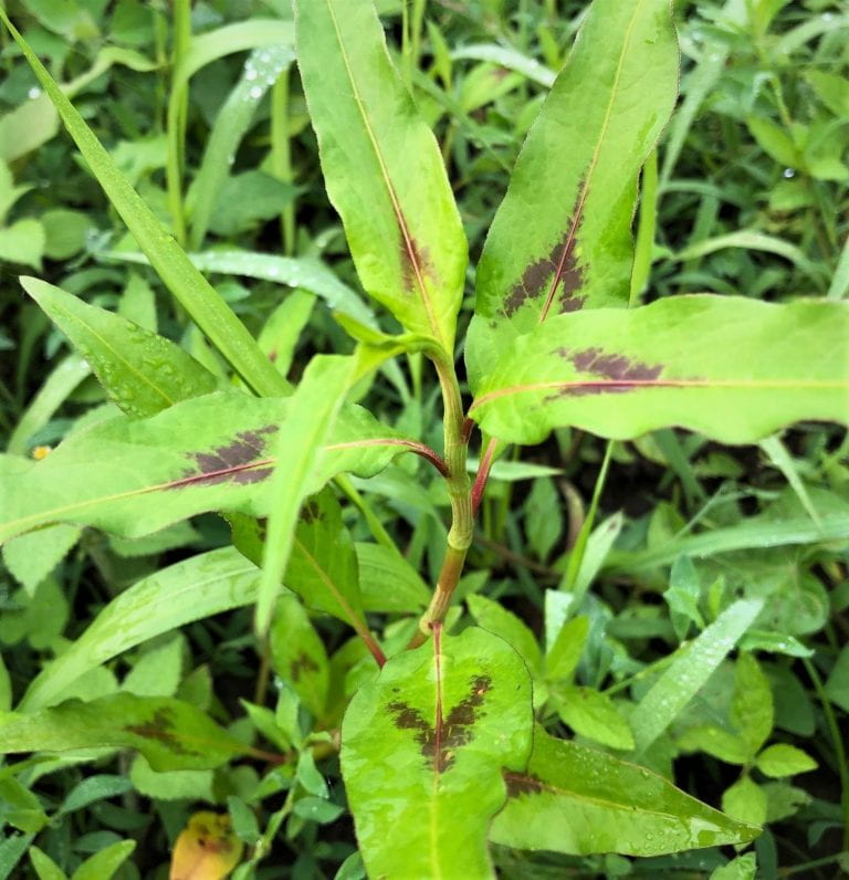 Smartweed