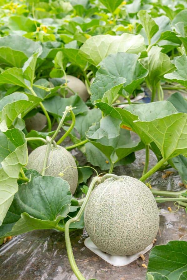 Sweet melon