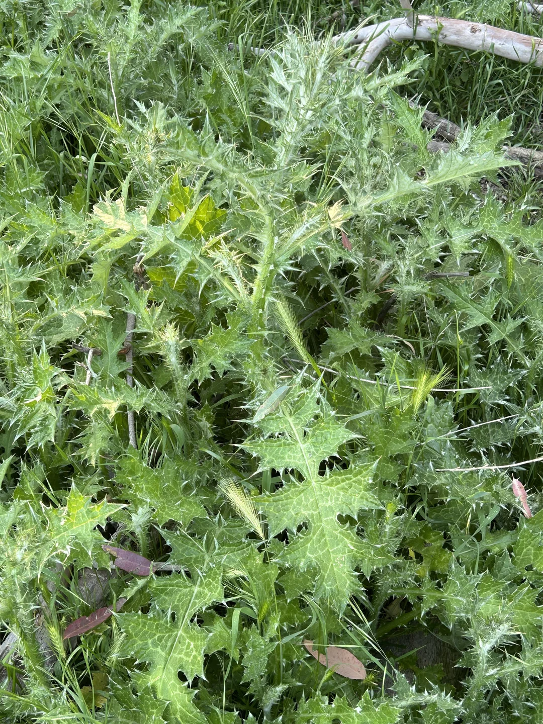 Thistle