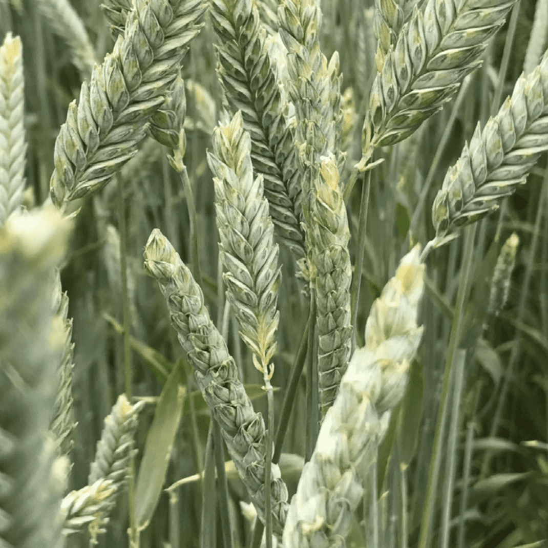 Triticale