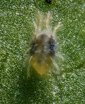 Two-spotted spider mite