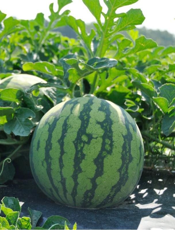 Watermelon