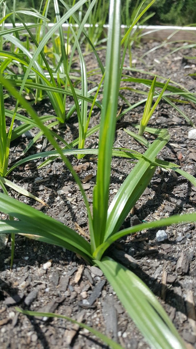 Yellow nutsedge