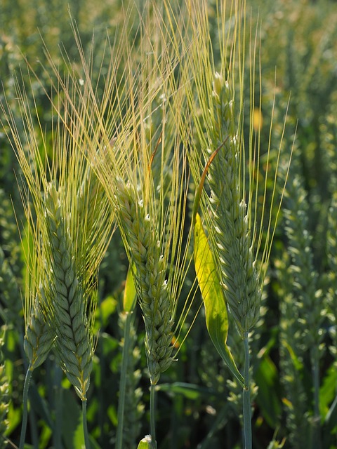 barley