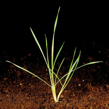 black-grass