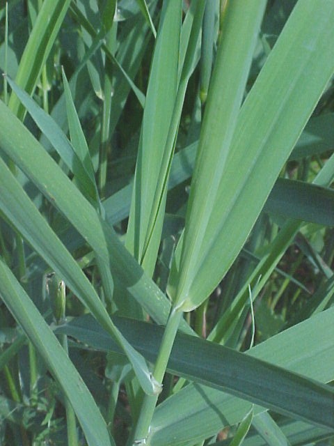 canary-grass