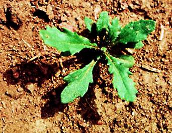 common-groundsel