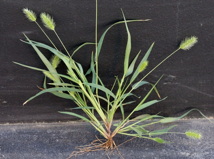 green-foxtail