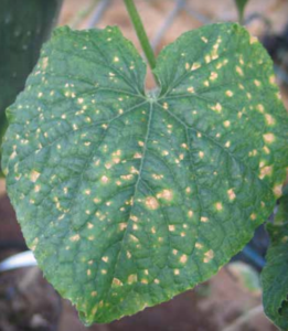 leaf-spot.png