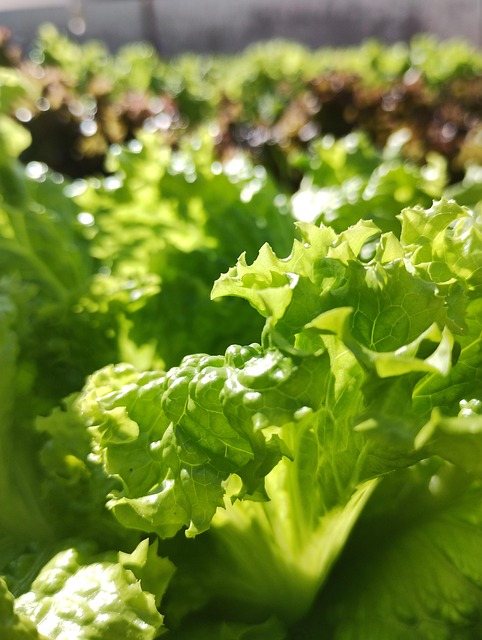 lettuce