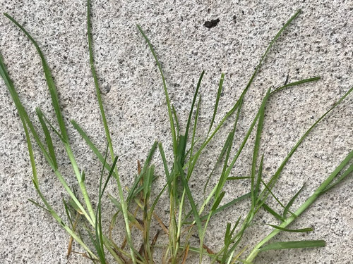 meadow-grass