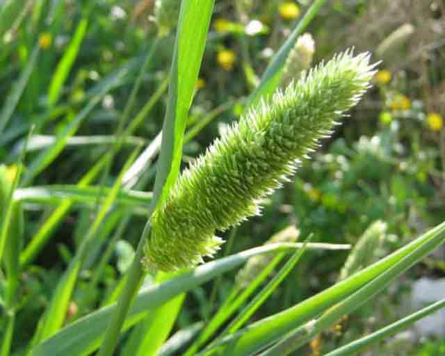 phalaris-minor