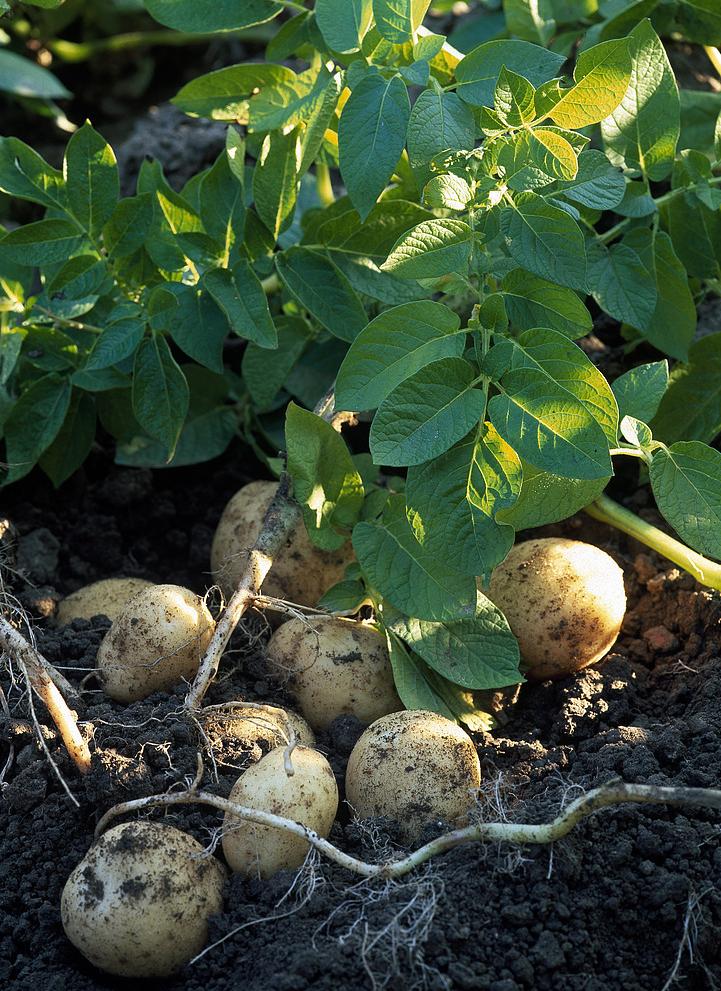 potato