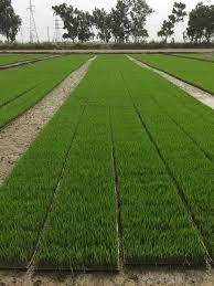 Rice (seedbed)