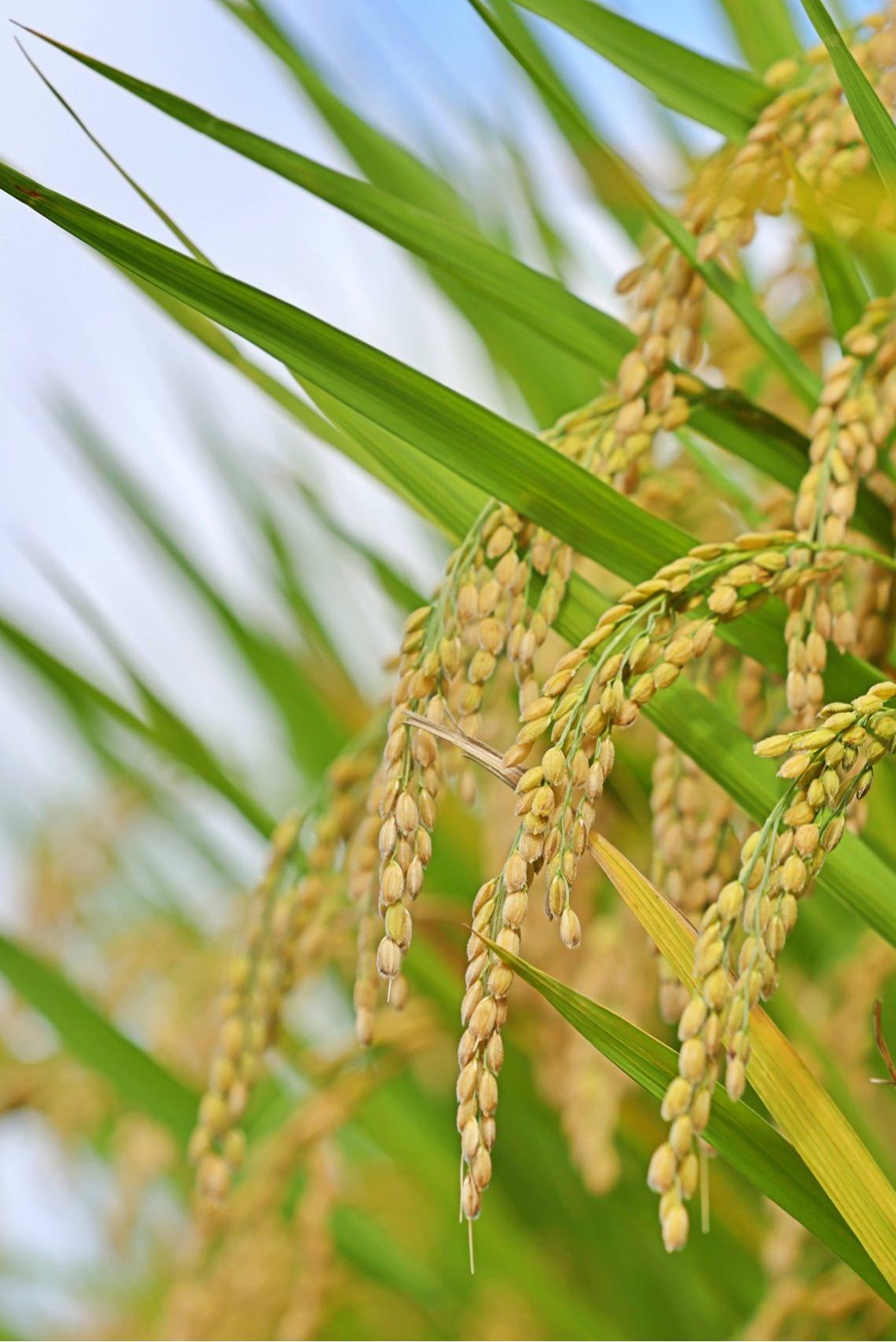 rice