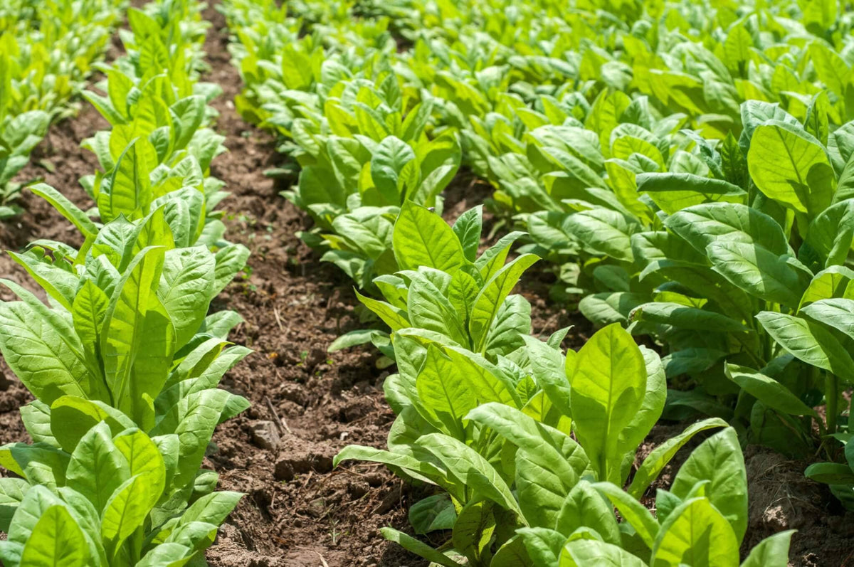 tobacco