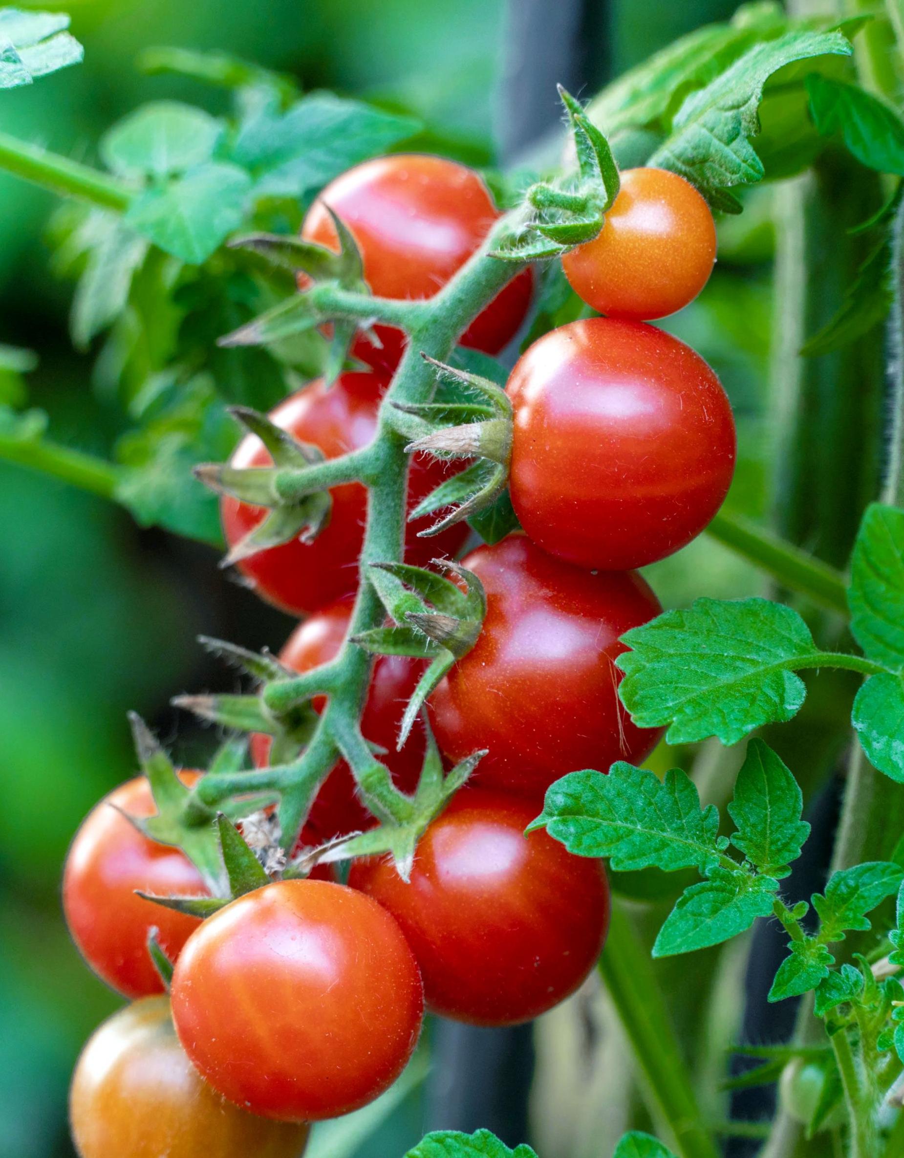 tomato