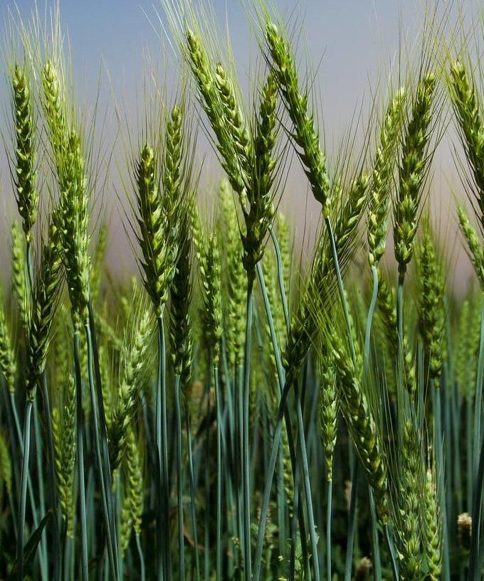 wheat