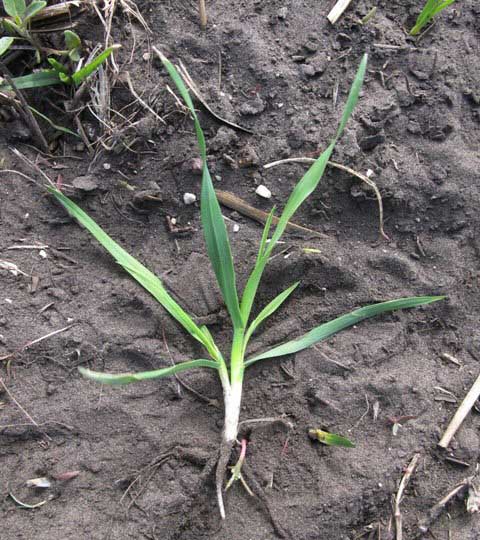 wild-oats