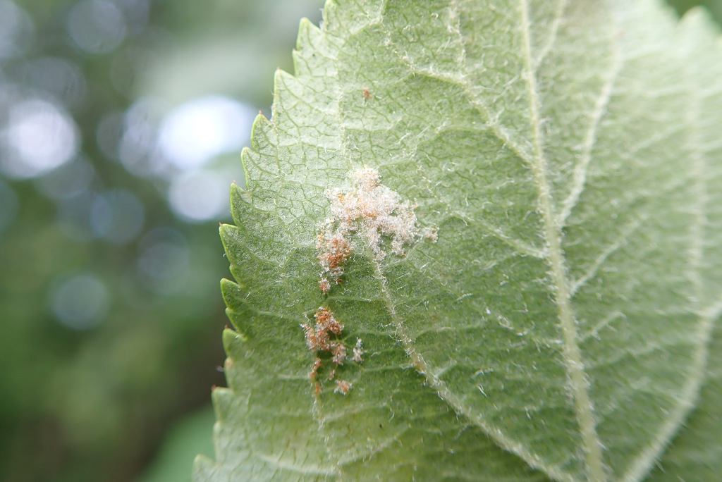 Apple rust mite