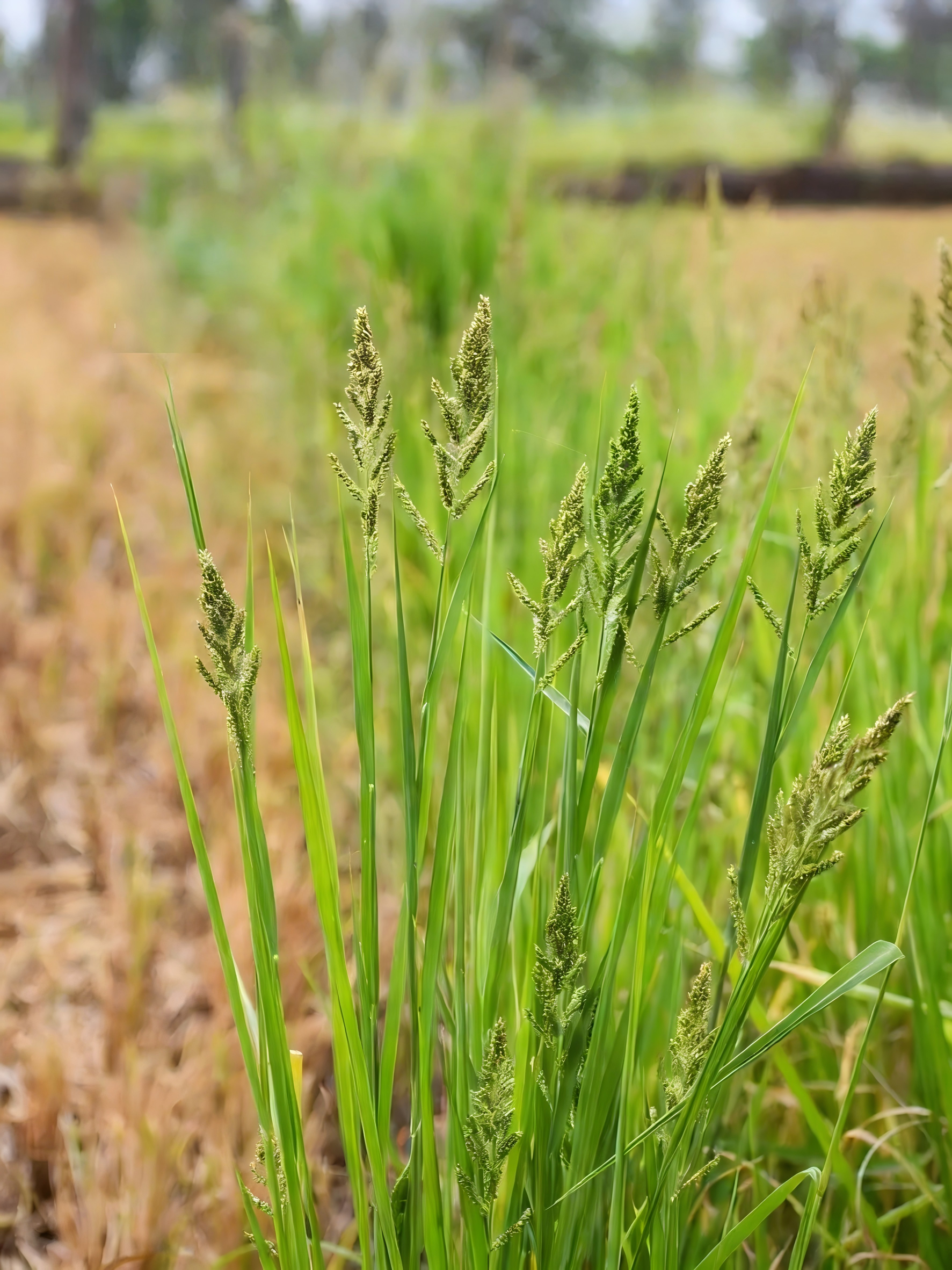 Barnyardgrass