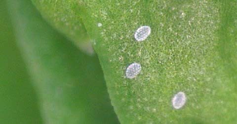 Broad mite