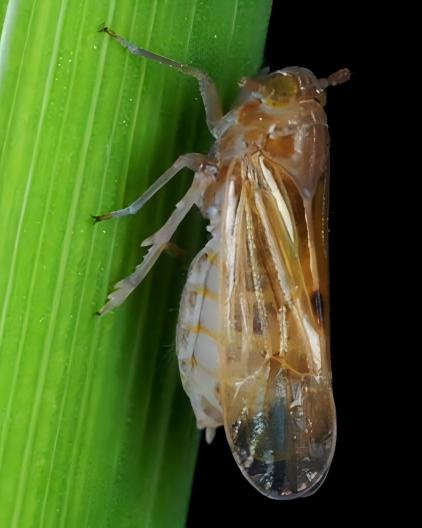 Brown planthopper