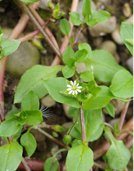 Chickweed